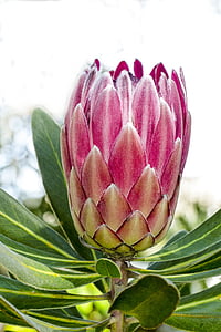 pink king protea flower in close up photography