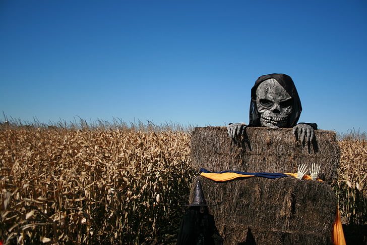 gray skull mask bear corn field