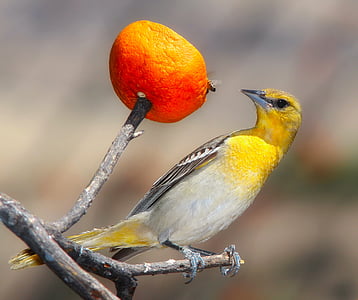 focus photography of yellow passerine bird perched on stem of plant