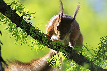 selective focus photography of brown and white squirrel on tree branch
