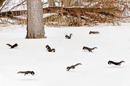 squirrel lot on snowy field