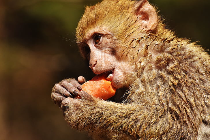 tilt shift lens photography of monkey eating carrot