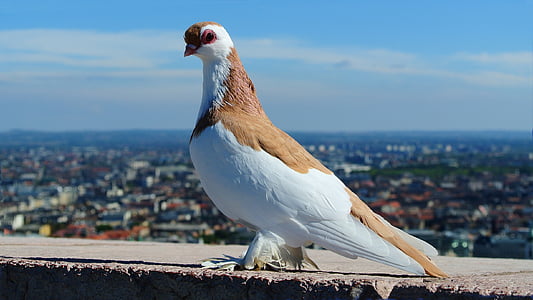 white and brown pigeon on stone during daytime