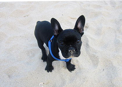 adult black and white Boston bulldog on sand