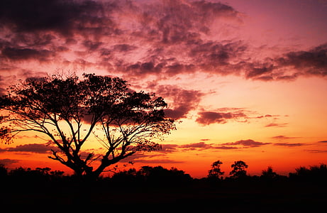 silhouette photography of trees during sunset