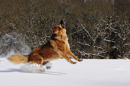 adult golden German shepherd running on snow field looking up while taking photo near trees at daytime