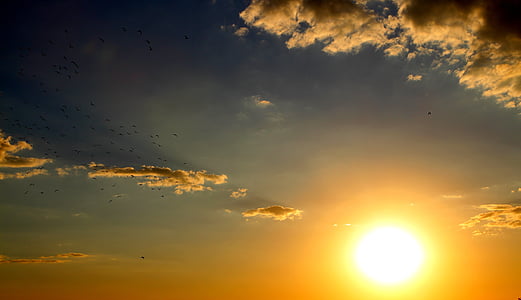 birds flying during sunset