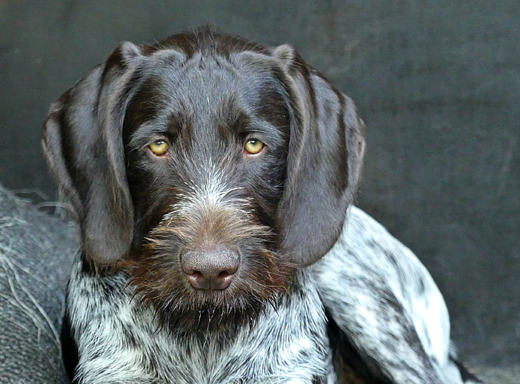 closeup photo of adult German wirehaired pointer