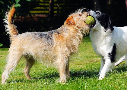 two dogs trying to catch the ball
