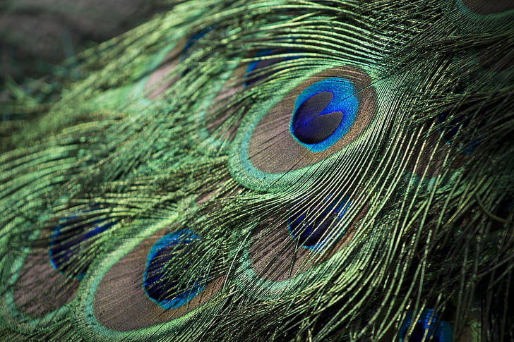 green and blue peacock feathers