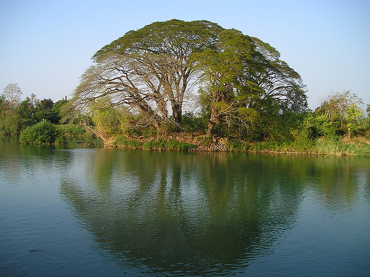 photo of green leaf tree near river during daytime