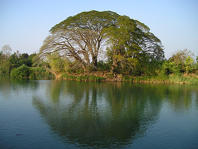 photo of green leaf tree near river during daytime