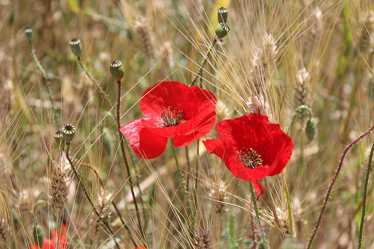 two red poppy flowers selective focus photography