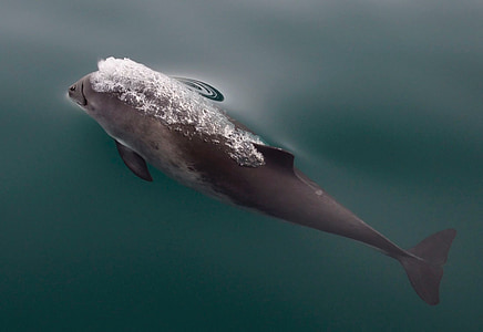 gray dolphin