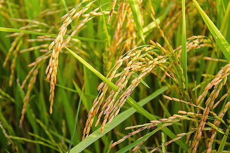 green leaf wheat