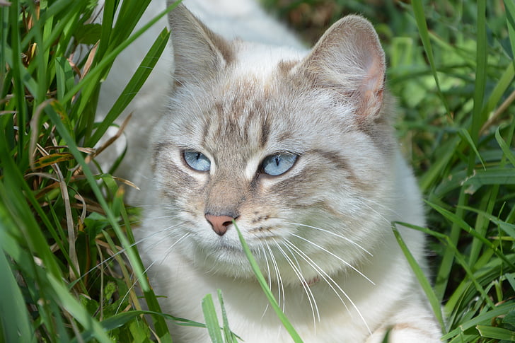 shallow photography of white and brown cat