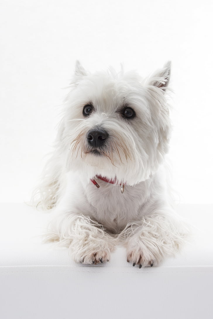 adult West Highland white terrier