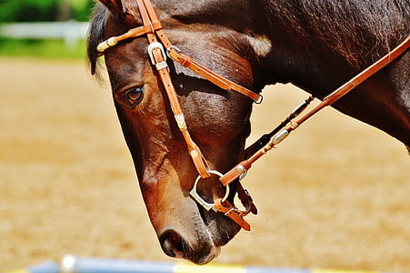 closeup photography of brown horse