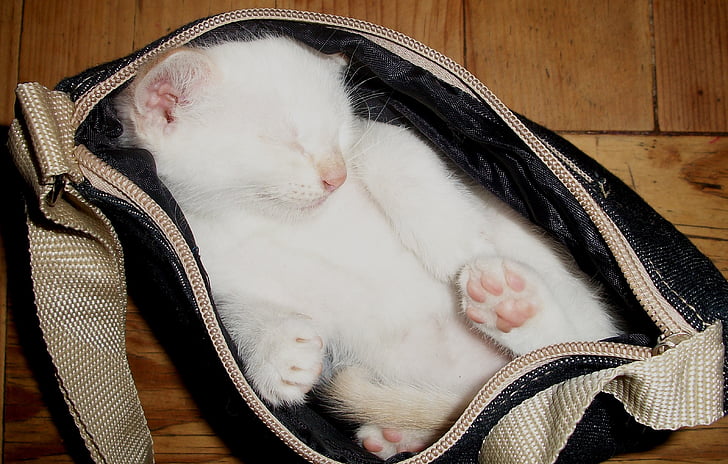 white cat inside black bag