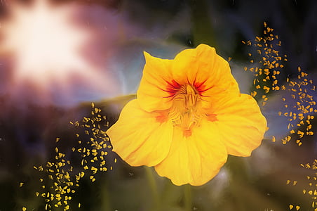 yellow nasturtium flower selective-focus photography