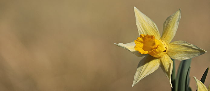 selective focus photo of yellow daffodil flower