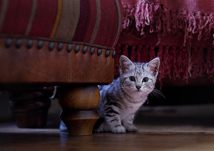 gray tabby kitten near ottoman