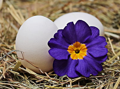 purple primrose flower beside two white eggs