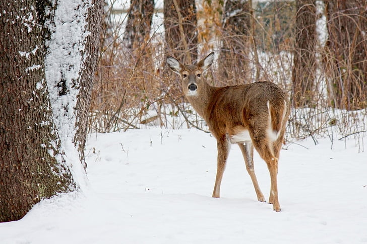 brown deer on snow covered field