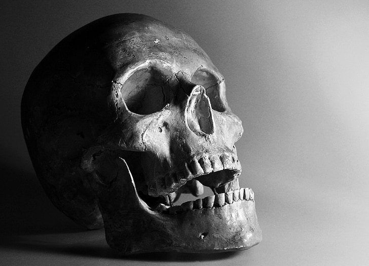 gray skull in close-up photography