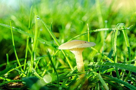 mushroom near grass