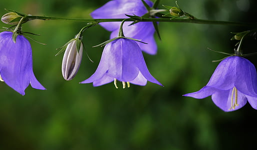 purple balloon flowers in bloom close up photo