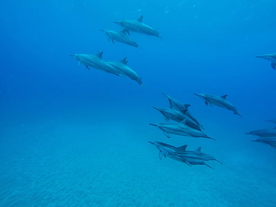 group of dolphins in sea