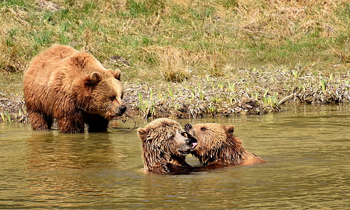 three grizzly bears in water near green field