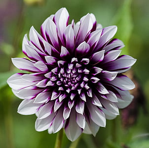 closeup photo of purple and white petaled flower