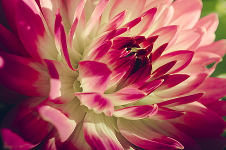 close up photography of white and pink Dahlia flower