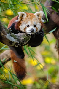 Red Panda on tree branch