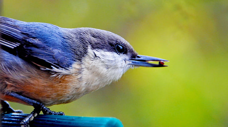 selective focus photography of white-breasted nuthatch