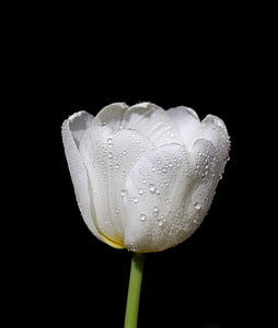 closeup photo of white tulip with water dew