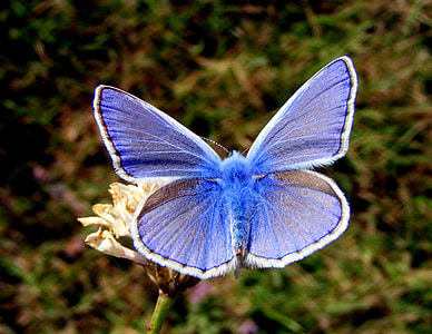 white and blue silver-studded butterfly