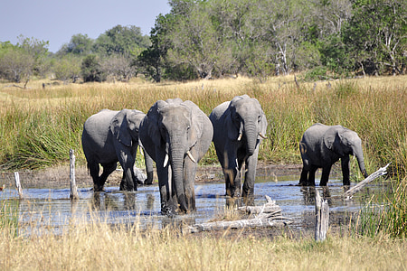 four gray elephants