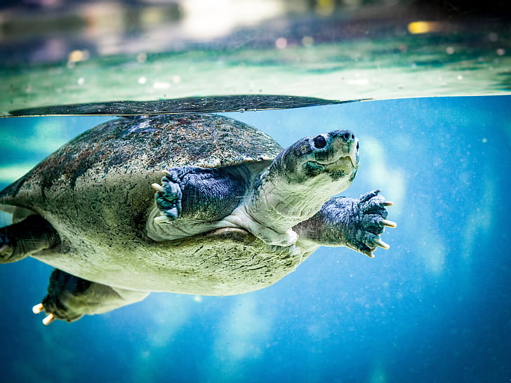brown tortoise swimming in water closeup photography