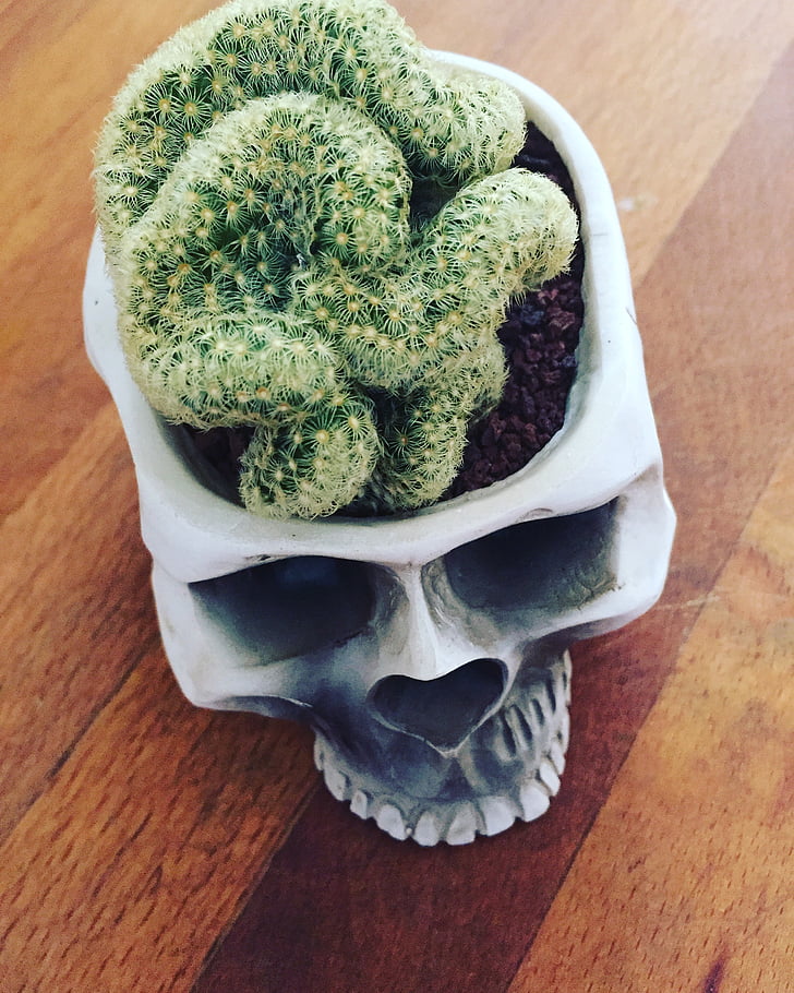 green cactus on white human skull pot
