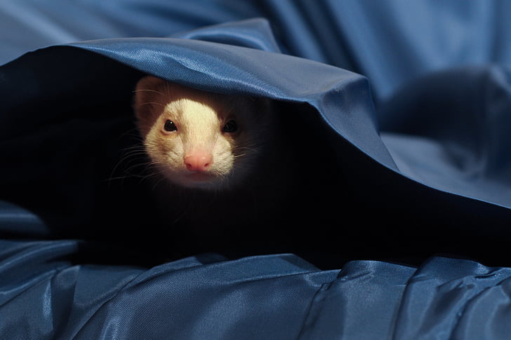 closeup photography of brown ferret covering blue textile
