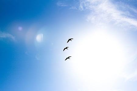 worms eye view photography of birds flying under blue sky
