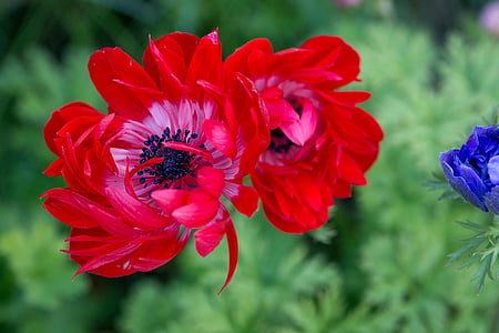 two red flowers