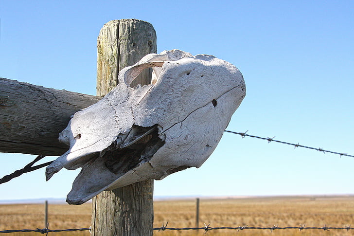 animal skull on wooden post