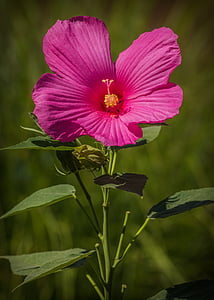 pink hibiscus in close up photography