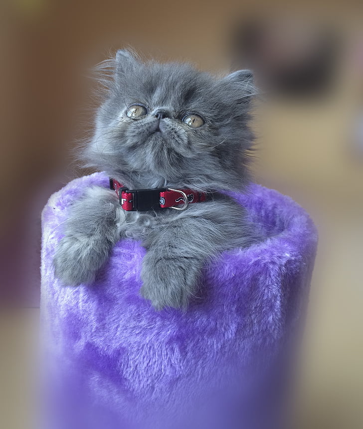 gray Russian kitten on purple case
