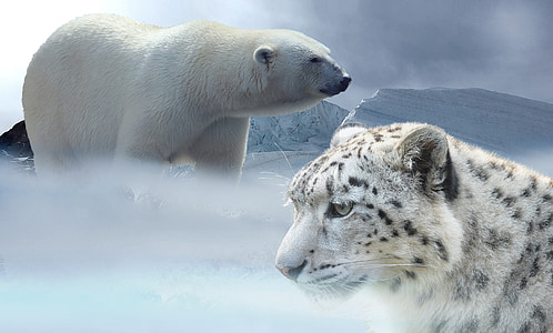 polar bear and white and black tiger
