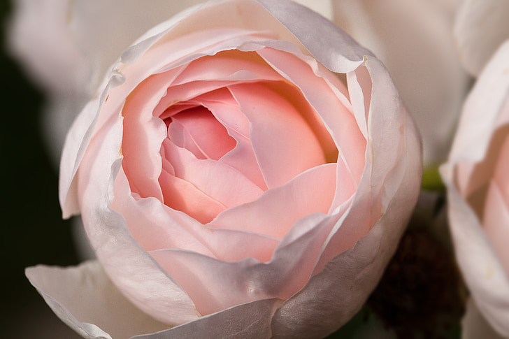 closeup photography of pink roses